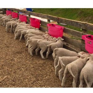 MILKBAR CUBO 10 TETINAS 36L CORDEROS/CABRITOS